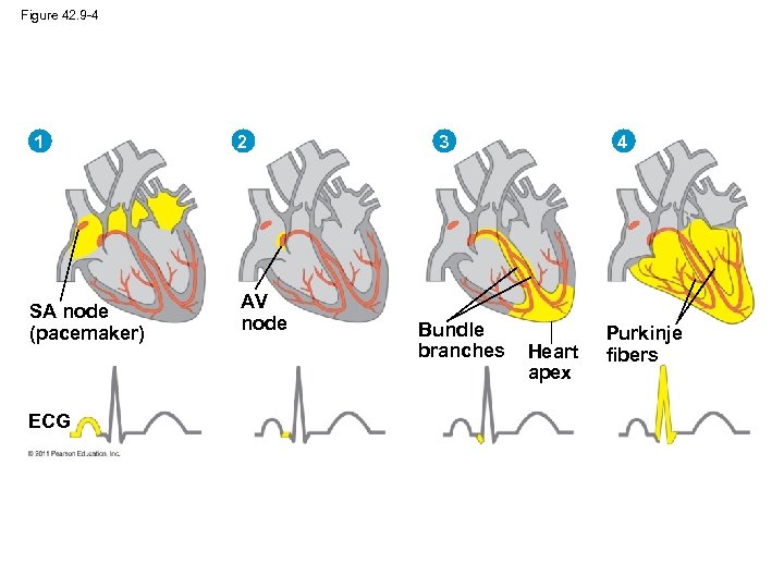 Figure 42. 9 -4 1 SA node (pacemaker) ECG 2 AV node 3 Bundle