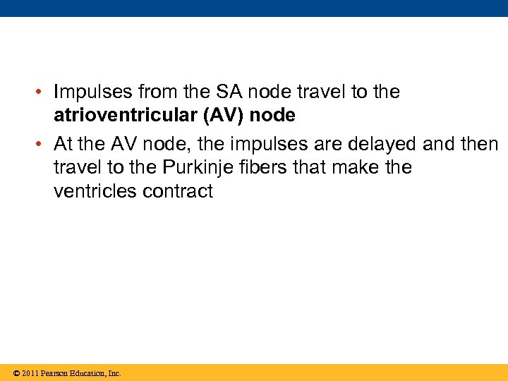  • Impulses from the SA node travel to the atrioventricular (AV) node •