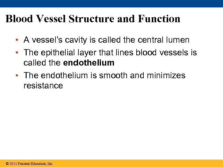 Blood Vessel Structure and Function • A vessel’s cavity is called the central lumen