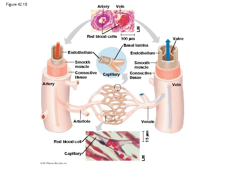 Figure 42. 10 Vein LM Artery Red blood cells 100 m Valve Basal lamina