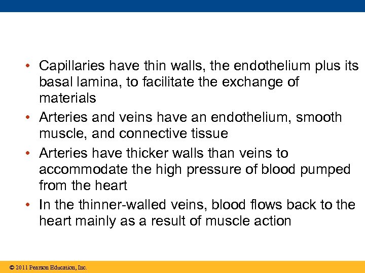  • Capillaries have thin walls, the endothelium plus its basal lamina, to facilitate