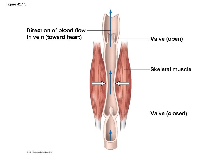 Figure 42. 13 Direction of blood flow in vein (toward heart) Valve (open) Skeletal