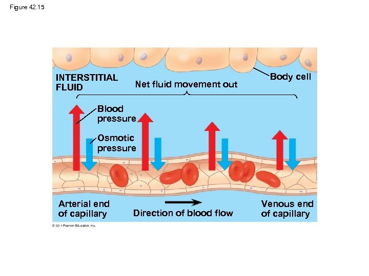 Figure 42. 15 INTERSTITIAL FLUID Net fluid movement out Body cell Blood pressure Osmotic