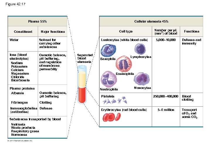 Figure 42. 17 Cellular elements 45% Plasma 55% Constituent Water Solvent for carrying other