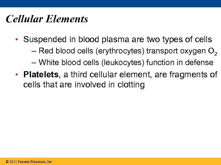 Cellular Elements • Suspended in blood plasma are two types of cells – Red