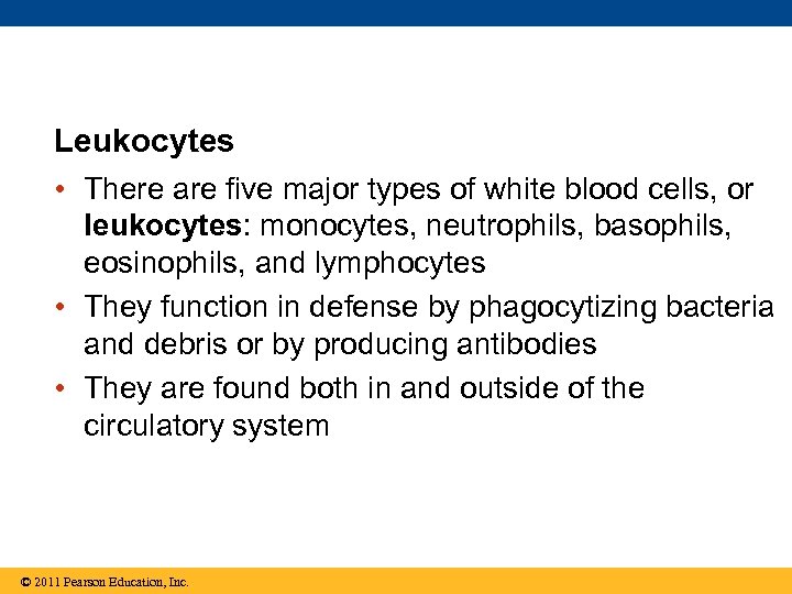 Leukocytes • There are five major types of white blood cells, or leukocytes: monocytes,