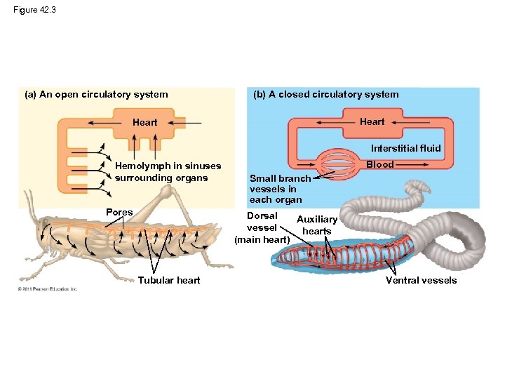 Figure 42. 3 (a) An open circulatory system (b) A closed circulatory system Heart