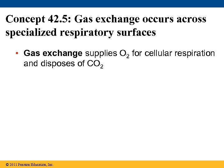 Concept 42. 5: Gas exchange occurs across specialized respiratory surfaces • Gas exchange supplies