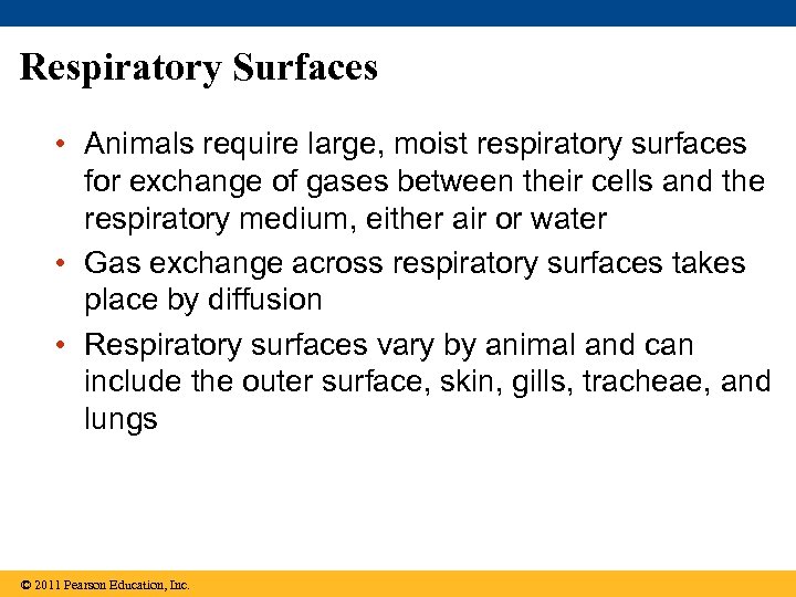 Respiratory Surfaces • Animals require large, moist respiratory surfaces for exchange of gases between