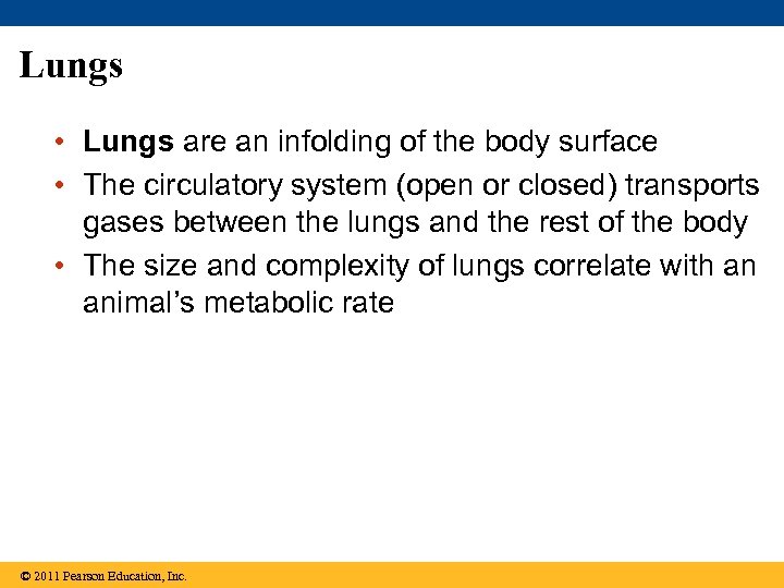 Lungs • Lungs are an infolding of the body surface • The circulatory system