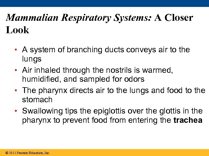 Mammalian Respiratory Systems: A Closer Look • A system of branching ducts conveys air