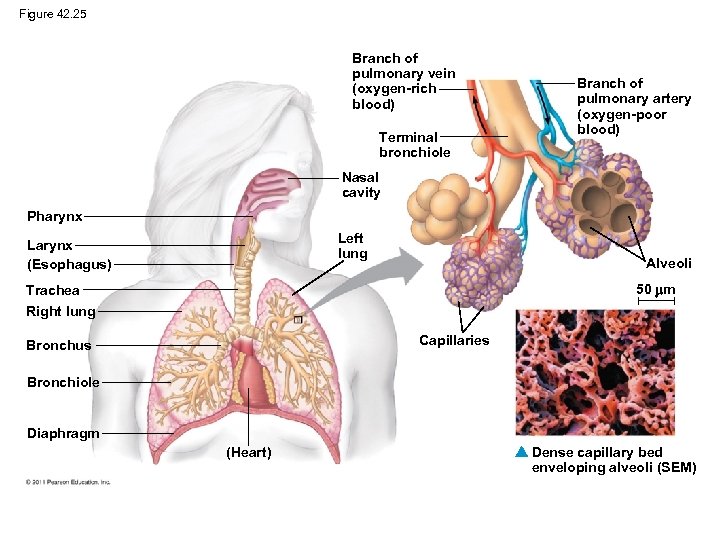 Figure 42. 25 Branch of pulmonary vein (oxygen-rich blood) Terminal bronchiole Branch of pulmonary