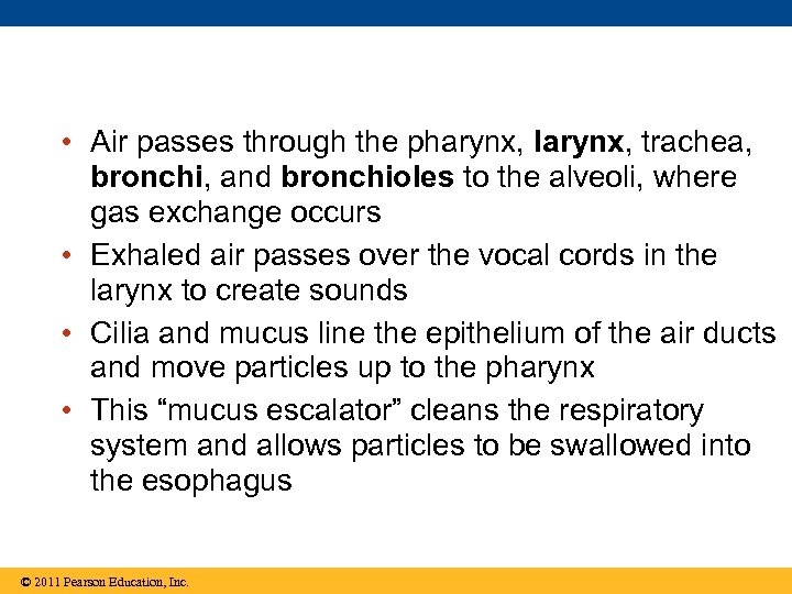  • Air passes through the pharynx, larynx, trachea, bronchi, and bronchioles to the