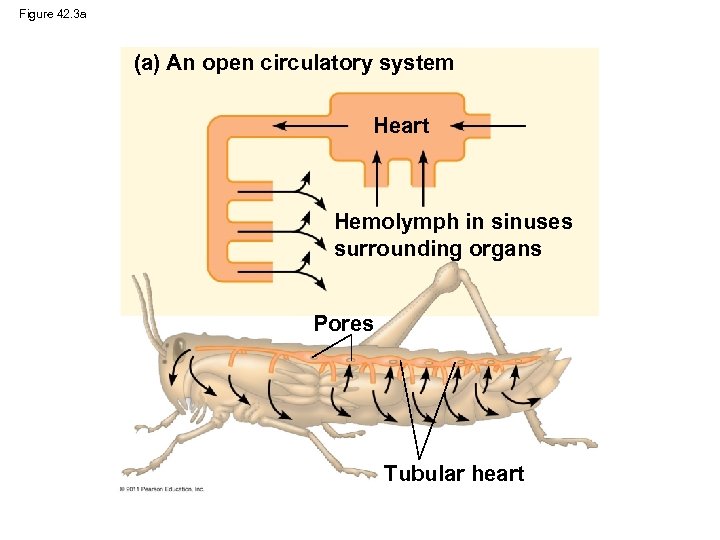 Figure 42. 3 a (a) An open circulatory system Heart Hemolymph in sinuses surrounding