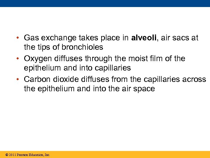  • Gas exchange takes place in alveoli, air sacs at the tips of