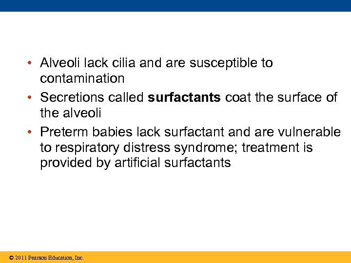  • Alveoli lack cilia and are susceptible to contamination • Secretions called surfactants