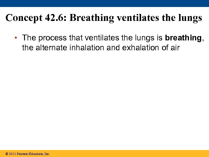 Concept 42. 6: Breathing ventilates the lungs • The process that ventilates the lungs