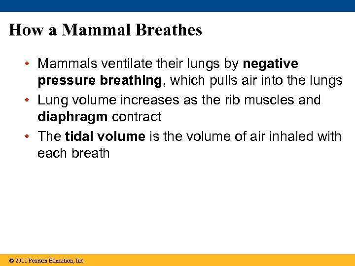 How a Mammal Breathes • Mammals ventilate their lungs by negative pressure breathing, which