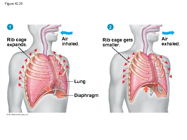 Figure 42. 28 1 Rib cage expands. 2 Air inhaled. Lung Diaphragm Rib cage