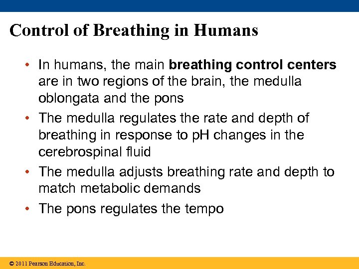 Control of Breathing in Humans • In humans, the main breathing control centers are