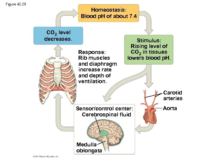 Figure 42. 29 Homeostasis: Blood p. H of about 7. 4 CO 2 level