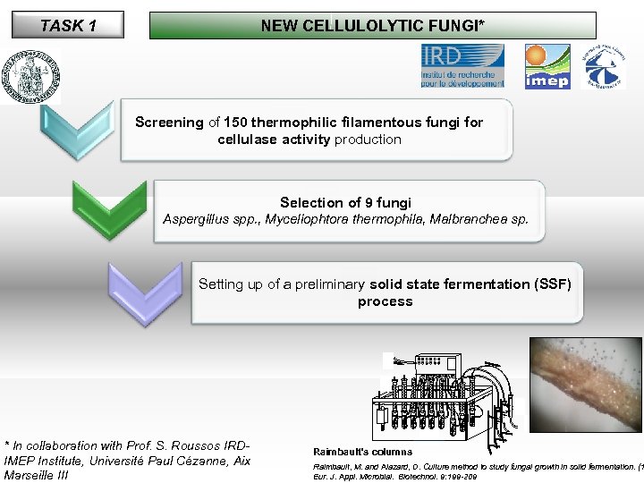 TASK 1 NEW CELLULOLYTIC FUNGI* Screening of 150 thermophilic filamentous fungi for cellulase activity