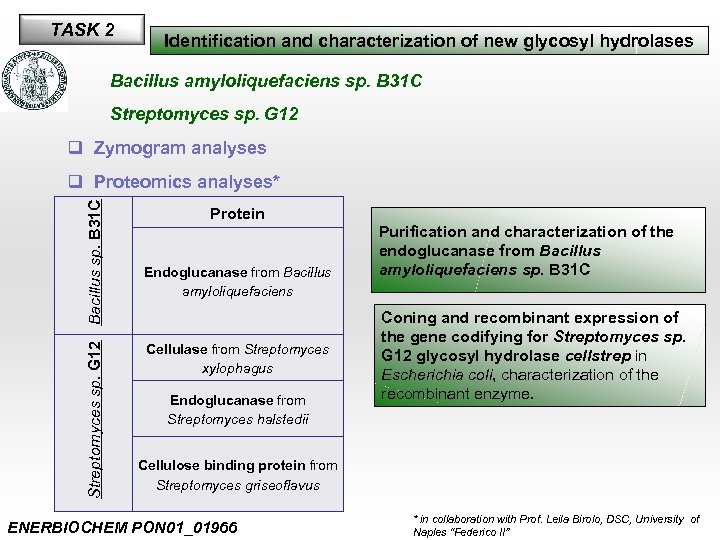 TASK 2 Identification and characterization of new glycosyl hydrolases Bacillus amyloliquefaciens sp. B 31