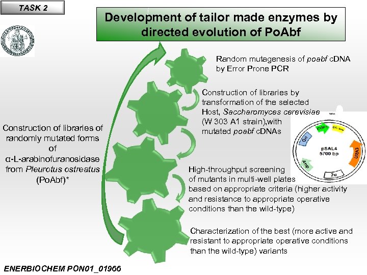 TASK 2 Development of tailor made enzymes by directed evolution of Po. Abf Random