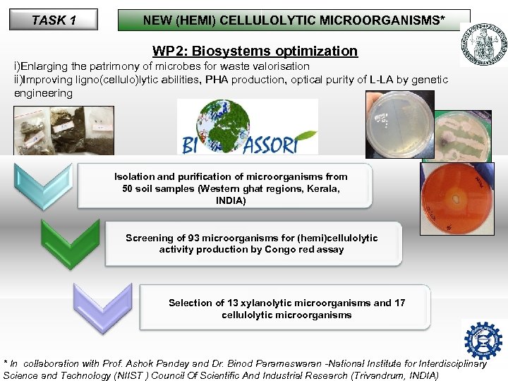 TASK 1 NEW (HEMI) CELLULOLYTIC MICROORGANISMS* WP 2: Biosystems optimization i)Enlarging the patrimony of