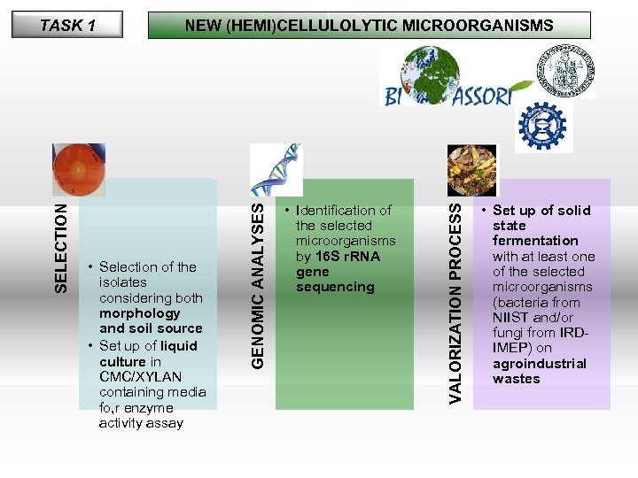  • Selection of the isolates considering both morphology and soil source • Set