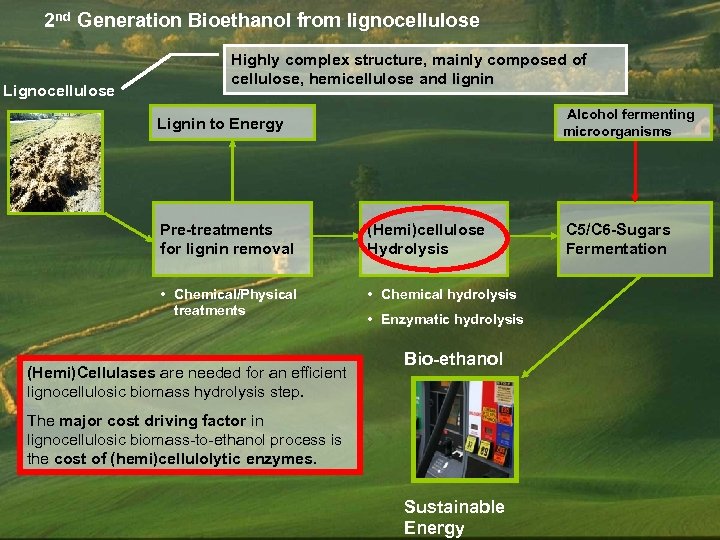 2 nd Generation Bioethanol from lignocellulose Lignocellulose Highly complex structure, mainly composed of cellulose,