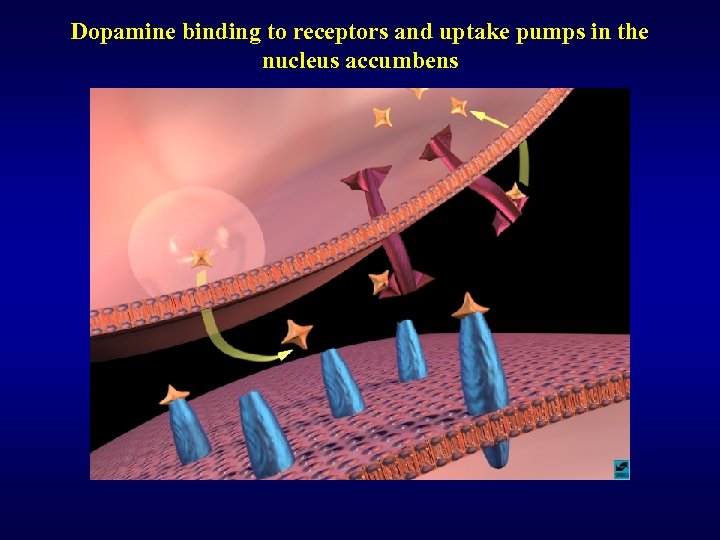 Dopamine binding to receptors and uptake pumps in the nucleus accumbens 