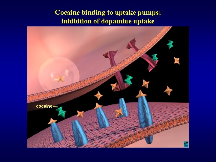 Cocaine binding to uptake pumps; inhibition of dopamine uptake 
