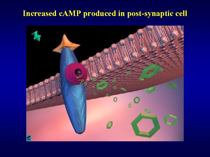 Increased c. AMP produced in post-synaptic cell 