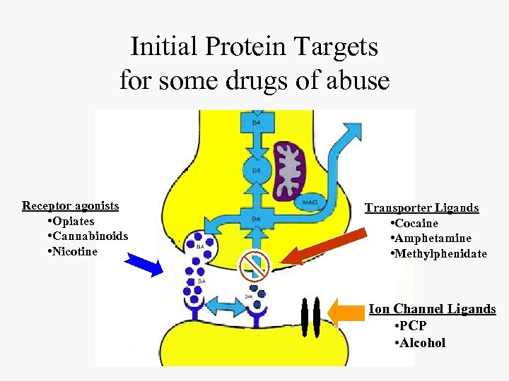 Initial Protein Targets for some drugs of abuse Receptor agonists • Opiates • Cannabinoids