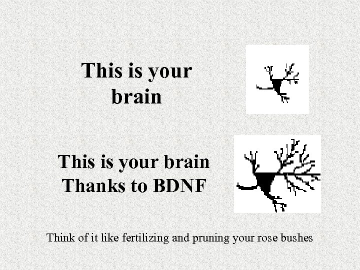 This is your brain Thanks to BDNF Think of it like fertilizing and pruning