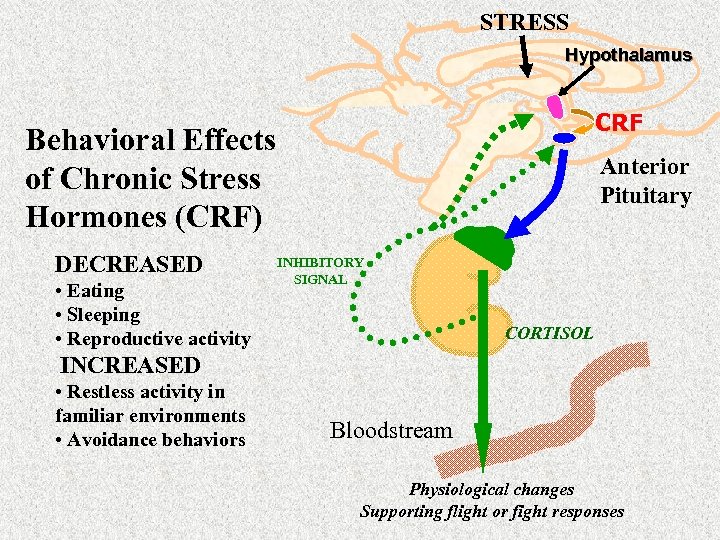 STRESS Hypothalamus CRF Behavioral Effects of Chronic Stress Hormones (CRF) DECREASED • Eating •