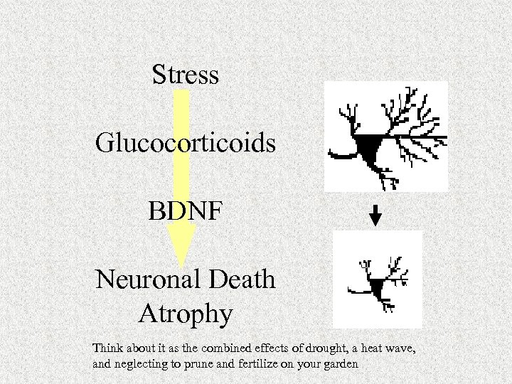 Stress Glucocorticoids BDNF Neuronal Death Atrophy Think about it as the combined effects of
