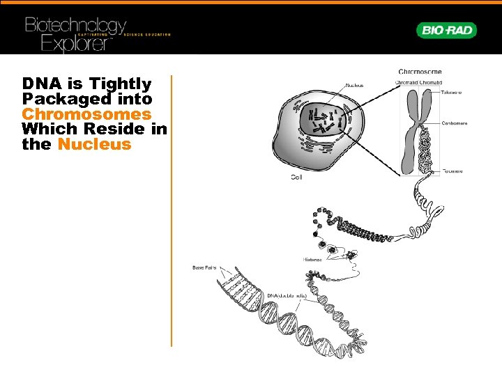 DNA is Tightly Packaged into Chromosomes Which Reside in the Nucleus 