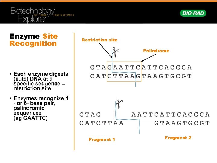 restriction enzyme recognition sites are palindromic