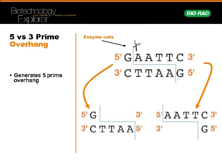 5 vs 3 Prime Overhang • Generates 5 prime overhang Enzyme cuts 