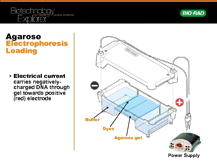 Agarose Electrophoresis Loading • Electrical current carries negativelycharged DNA through gel towards positive (red)