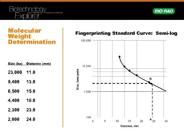 Molecular Weight Determination Size (bp) Distance (mm) 23, 000 11. 0 9, 400 13.