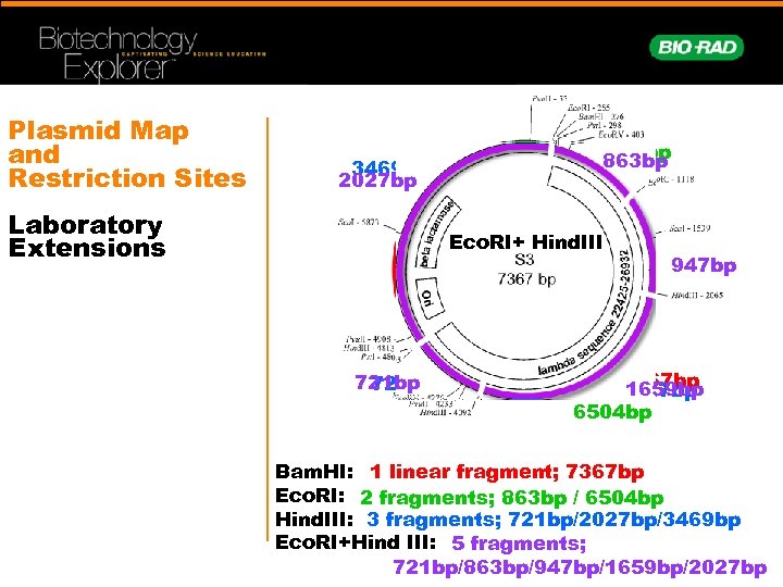 Plasmid Map and Restriction Sites 3469 bp 2027 bp Laboratory Extensions 863 bp Bam.