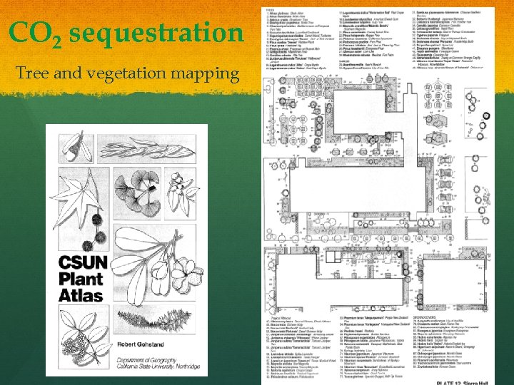 CO 2 sequestration Tree and vegetation mapping 