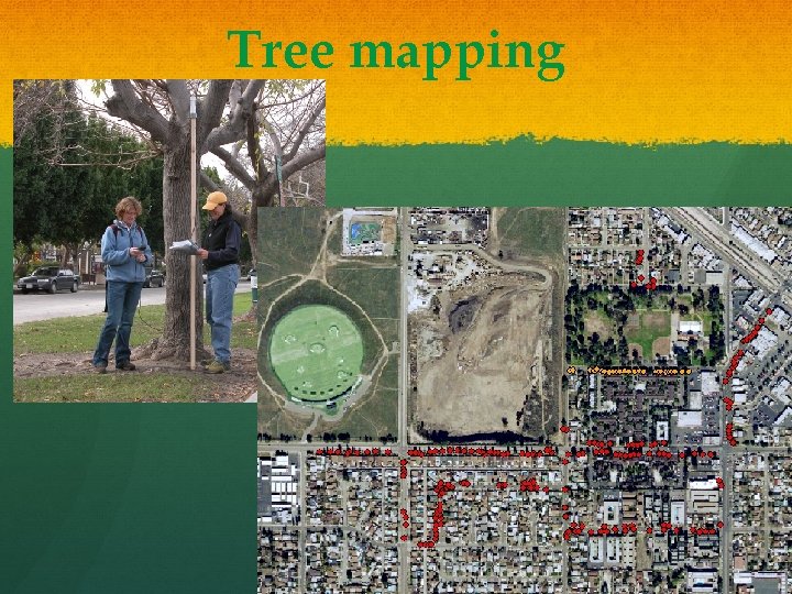 Tree mapping 