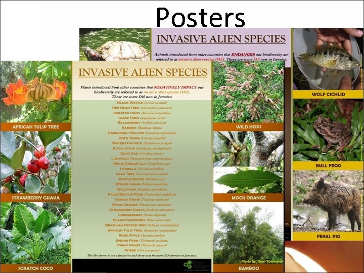 Posters 