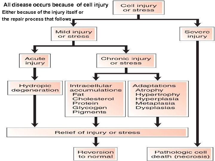 All disease occurs because of cell injury Either because of the injury itself or