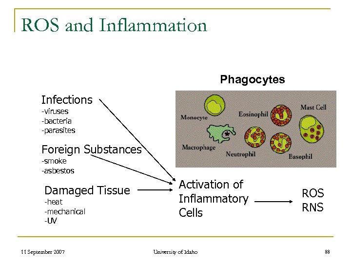 ROS and Inflammation Phagocytes Infections -viruses -bacteria -parasites Foreign Substances -smoke -asbestos Damaged Tissue