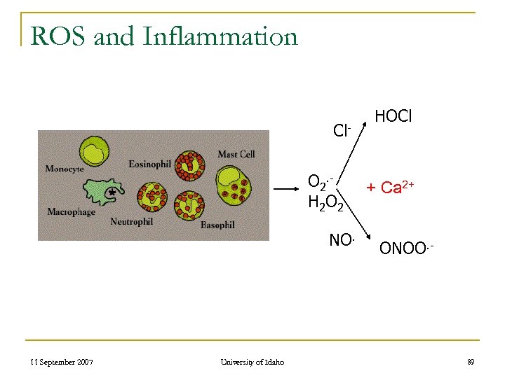 ROS and Inflammation Cl. O 2. H 2 O 2 NO. 11 September 2007